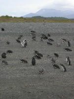 Magellanic penguins